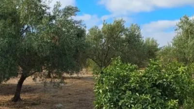 Rustic farm in Junta de los Rios photo 24