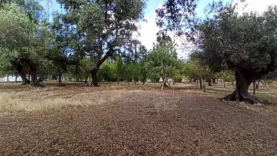 House in El Bosque photo 41