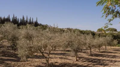 Rustic Finca in El Romeral photo 57
