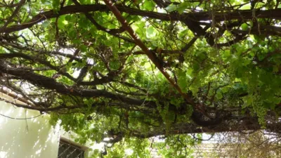 Rustic Finca in Los Belones photo 28