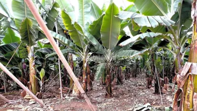Rustic Finca in Tenerife North photo 58