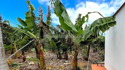 Rustic Finca in Tenerife North photo 63
