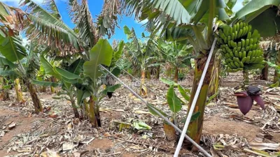 Rustic Finca in Tenerife North photo 64