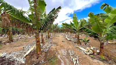 Rustic Finca in Tenerife North photo 65