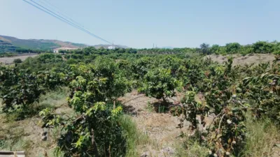 House in South Of Spain photo 4