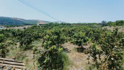 House in South Of Spain photo 5