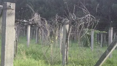Terreno en venta en Zona Vedra - Vista 2
