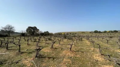 Rustic Finca on Camino Viejo, 1 photo 11