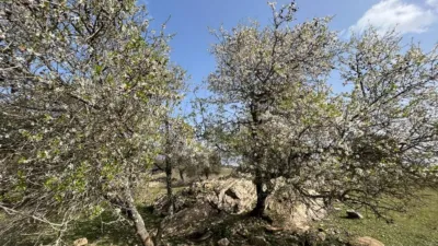 Rustic Finca on Camino Viejo, 1 photo 21