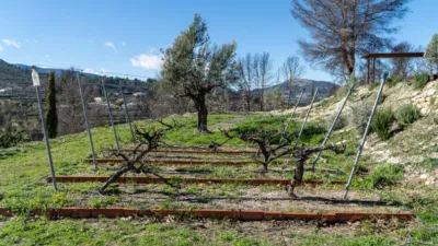 Rustic Finca in the Valencian Community photo 45