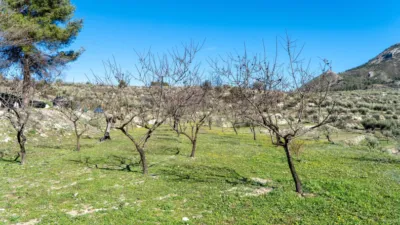 Rustic Finca in the Valencian Community photo 47