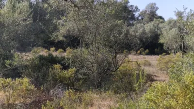 Rustic Finca in Algaida photo 3