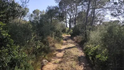 Rustic Finca in Algaida photo 4