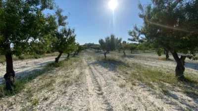 Chalet in Moratalla photo 85