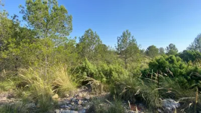 Chalet in Moratalla photo 91
