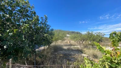 Rustic Finca in Moratalla photo 77