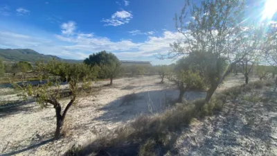 Rustic Finca in Moratalla photo 7