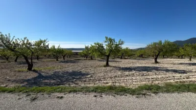Rustic Finca in Moratalla photo 21