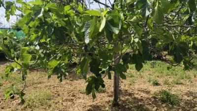 Rustic Finca in Albolote photo 16