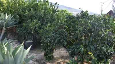Rustic finca in Dehesa Baja photo 36