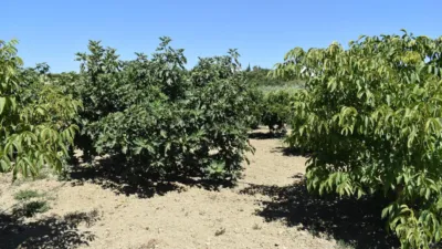 Finca rústica en venta en Alhaurín El Grande, Cortes-Huertas (Distrito Centro. Madrid Capital) de 490.000 €