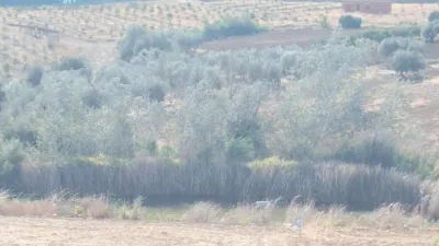 Rustic Finca in Piegallina photo 20