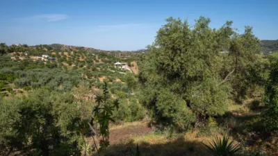 Rustic finca in South Of Spain photo 32