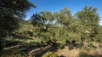 Rustic finca in South Of Spain photo 35