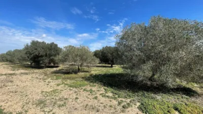 Terreno en venta en La Marina - Vista 3