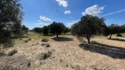 Terreno en venta en La Marina - Vista 4