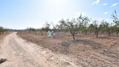 Rustic Finca in Cañadas del Romero photo 6