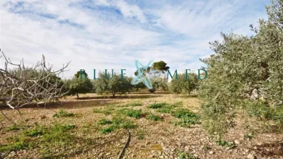 Rustic Finca in Camino de las Balsicas photo 5
