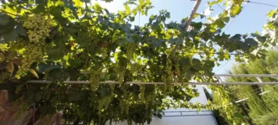 Rustic farm on Diseminado Street photo 52