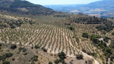 Finca rústica en Andalucia photo 56