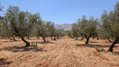 Finca rústica en Andalucia photo 68
