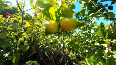 Finca rústica en venta en Icod de los Vinos, Cañada (Icod de Los Vinos) de 550.000 €