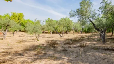 Rustic Finca in Mairena photo 72