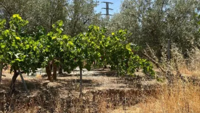 Rustic farm in Cozvíjar photo 19