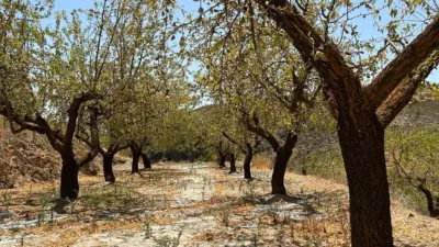 Rustic farm in Cozvíjar photo 9
