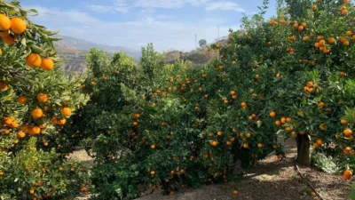 Rustic finca in Restabal photo 8