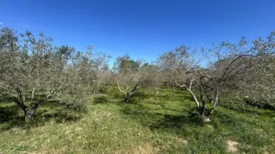 Rustic finca on Calle Termino Azucarera photo 41