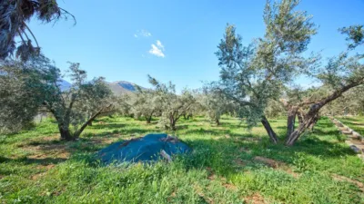 Rustic finca on La Vegueta Street photo 50