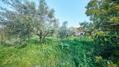 Rustic finca on La Vegueta Street photo 44