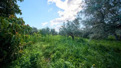 Rustic finca on La Vegueta Street photo 42