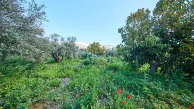 Rustic finca on La Vegueta Street photo 41