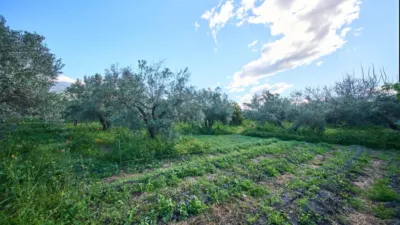 Rustic finca on La Vegueta Street photo 40