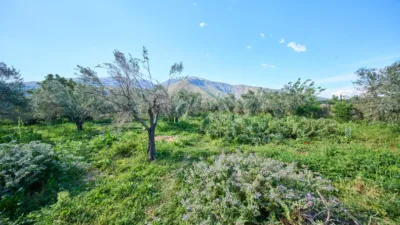 Rustic finca on La Vegueta Street photo 38