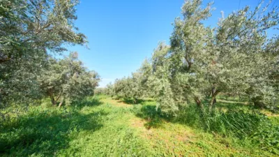 Rustic finca on La Vegueta Street photo 49