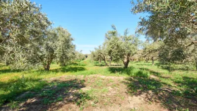 Rustic finca on La Vegueta Street photo 47