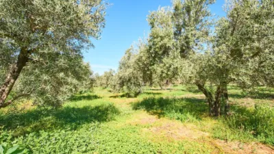 Rustic finca on La Vegueta Street photo 48